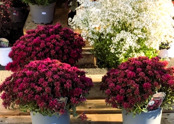 Monheimer Blumenmarkt
